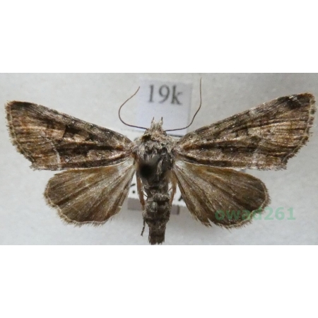 Oligia versicolor (Borkhausen, 1792) Czech19k